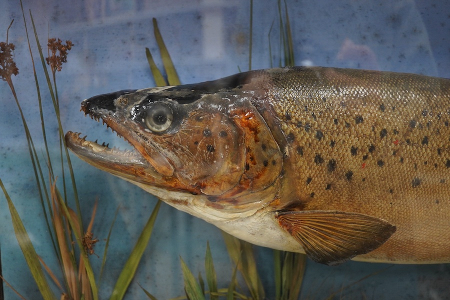 An early 20th century bow front and ebonised cased taxidermy trout, handwritten paper label reading; ‘Caught at Bickton (Avon), by W.T.G. Parnell. 13 March 1926. Weight 4lbs 14ozs’, cabinet 74cm wide, 39.5cm high. Condit